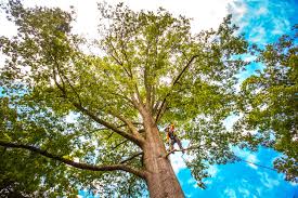 Best Tree Trimming and Pruning  in Woodville, CA