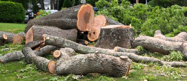 Professional Tree Services in Woodville, CA