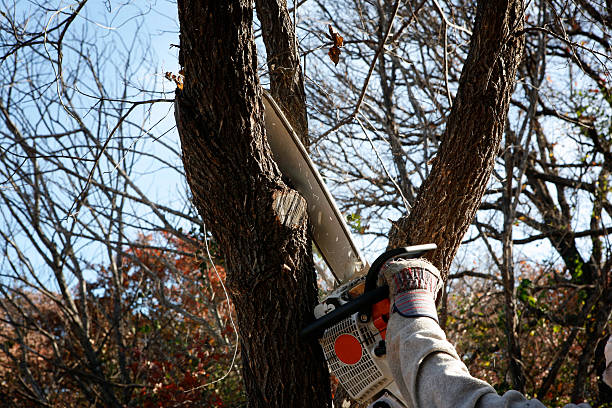 Best Arborist Consultation Services  in Woodville, CA