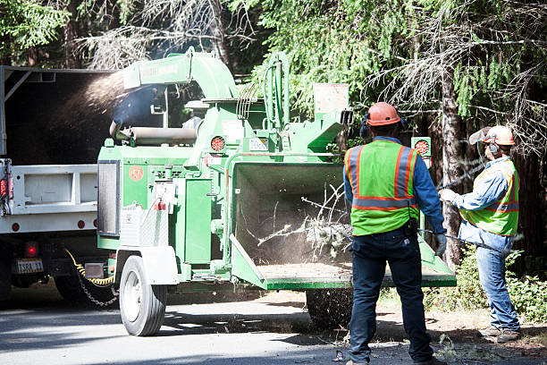 How Our Tree Care Process Works  in  Woodville, CA